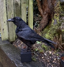 🎃 Taxidermy CROW Not raven