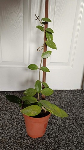 Hoya carnosa wax - hoya, plant,