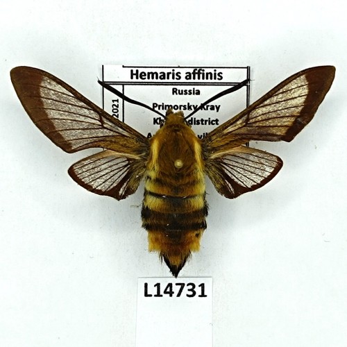 Sphingidae hemaris affinis - sphingidae,,