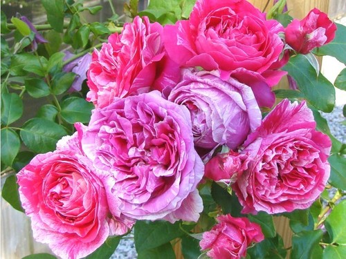 Bright ideas rose bush - 'bright, ideas'