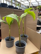 Musa basjoo hardy green banana