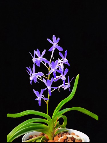 Vandachostylis charm blue - vandachostylis, ‘blue