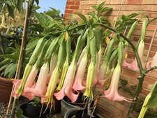 Brugmansia Rosella