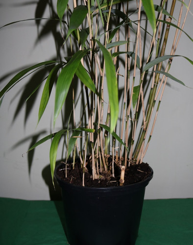 Fishing pole bamboo - fishing,