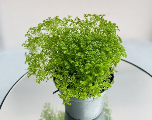 Rare plant selaginella apoda - rare,