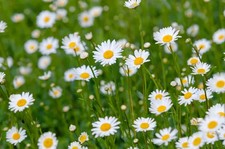 6 Perennial Ox-Eye Daisy