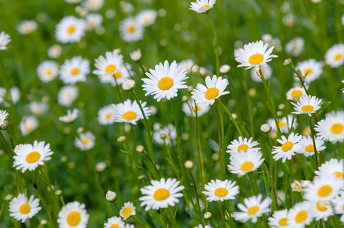 Perennial white eye daisy - 3,