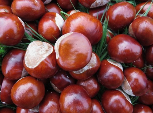 Fresh conkers horse - 50,