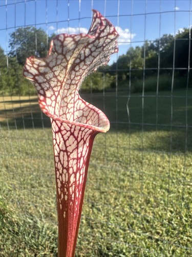Sarracenia leucophylla - sarracenia,