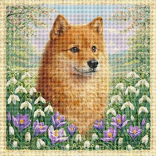 Finnish spitz puppy dog - finnish,