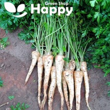 PARSLEY ROOT Osbourne - 400