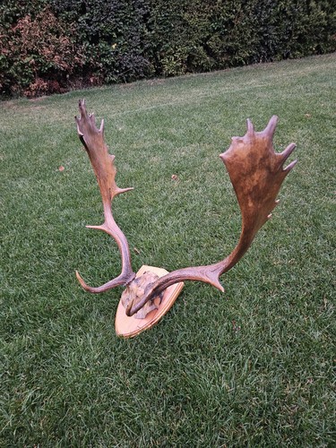 Taxidermy fallow deer antlers - ,