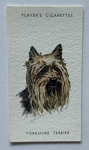 Player dogs heads - player’s, dogs’