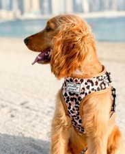 Dog Harness -  Size  Large cute Leopard print design 