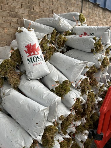Fresh welsh sphagnum moss - fresh,