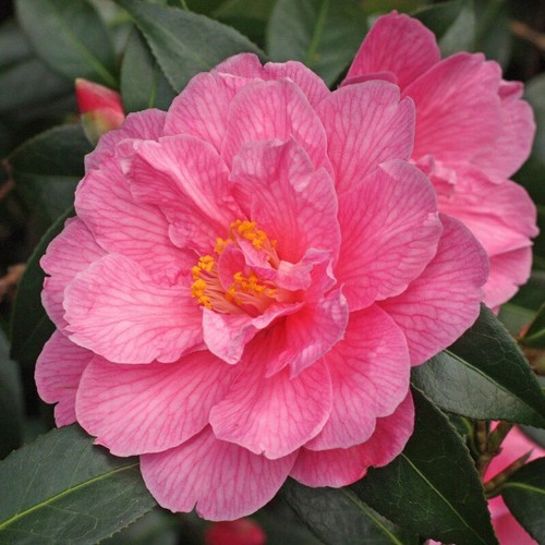 Camellia donation pot - donation, |