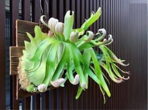 Platycerium foong siqiqq - platycerium,