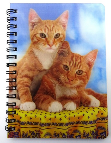 Two ginger kittens - kittens,