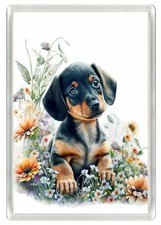 DACHSHUND BEAUTIFUL SMOOTH