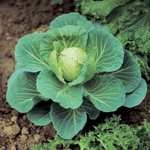 Cabbage cauliflower kale - cauliflower,,