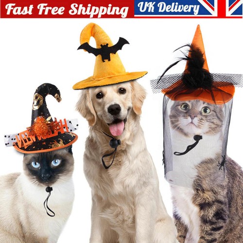 Halloween dog hat - halloween,