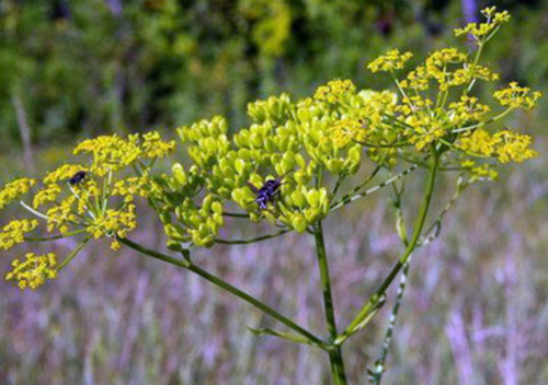 Wild parsnip yellow - wild,