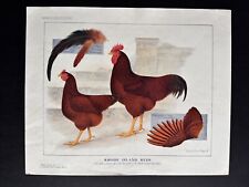 Poultry World Print - Rhode Island Reds