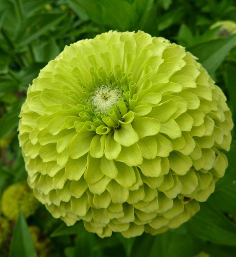 Zinnia giant envy seeds - 25,