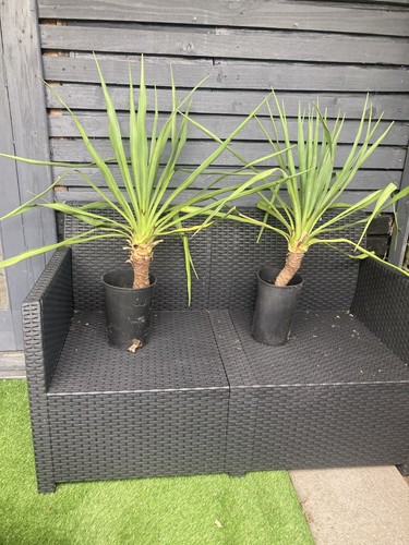 Yucca spanish dagger plants - spanish, x