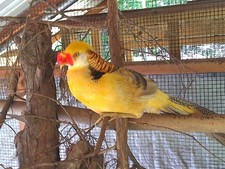 YELLOW GOLDEN Pheasant