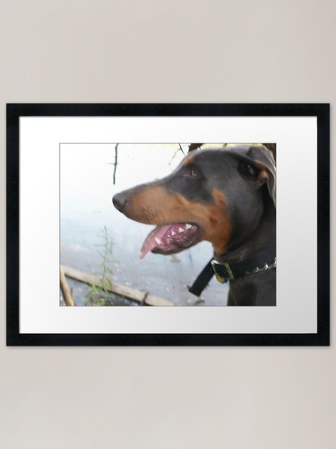 Ceasar best dobermann - ceasar, ,
