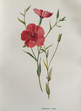 Antique Print Crimson Flax