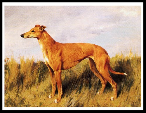 Greyhound lovely dog - dog, art