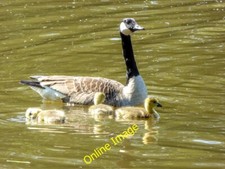 Photo 6x4 Family of Geese