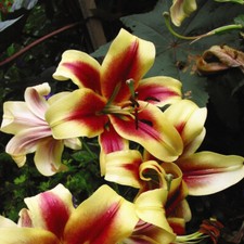 T&M Lily Tree Starburst Garden