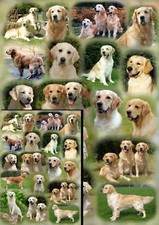 Golden Retriever Dog Gift
