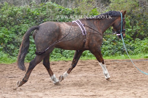 Horse lunging training aid - training,