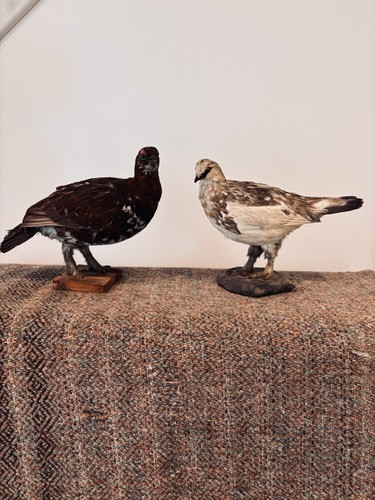 Red grouse and ptarmigan - grouse,