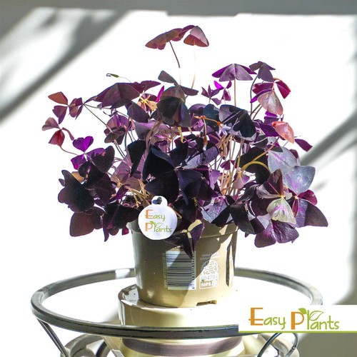 Oxalis triangularis edible - 1,