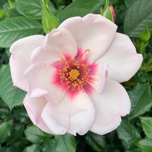 Rose climbing chawton - rose,