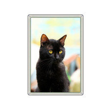 BLACK CAT KITTEN ANIMAL LOVELY