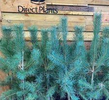 Scots Pine Tree Pinus Sylvestris | 30-40cm Potted | By Direct Plants