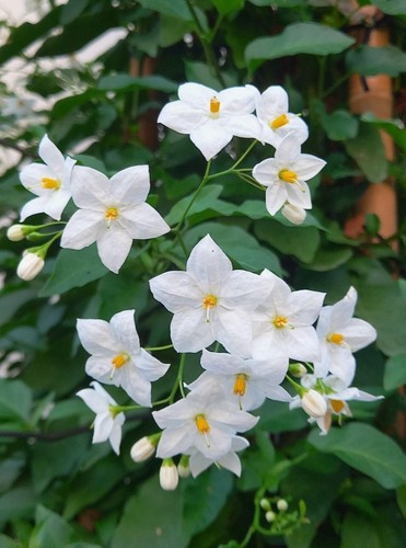 Rhs solanum album scented - 🥇rhs,