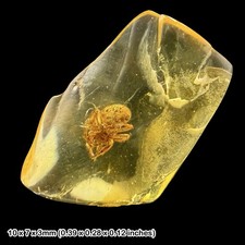 Baltic Amber Fossil Spider