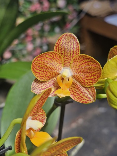 Phal indian summer 2 spikes - summer-,