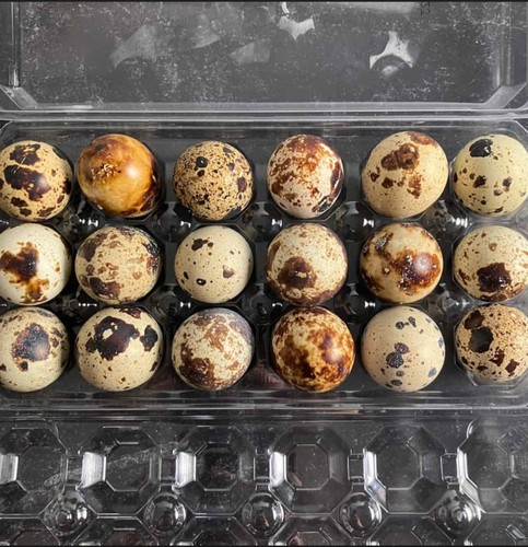 200 hundred quail hatching - 200,