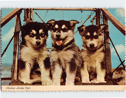 Postcard alaskan husky pups - alaskan,