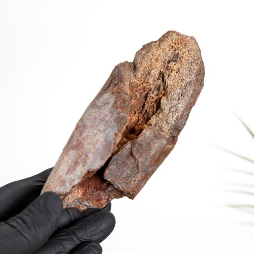 Rough dinosaur bone fossil - rough,