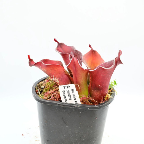 Heliamphora ciliata 4 - ciliata,
