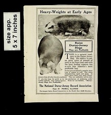 1921 duroc jersey record - 1921, duroc-jersey